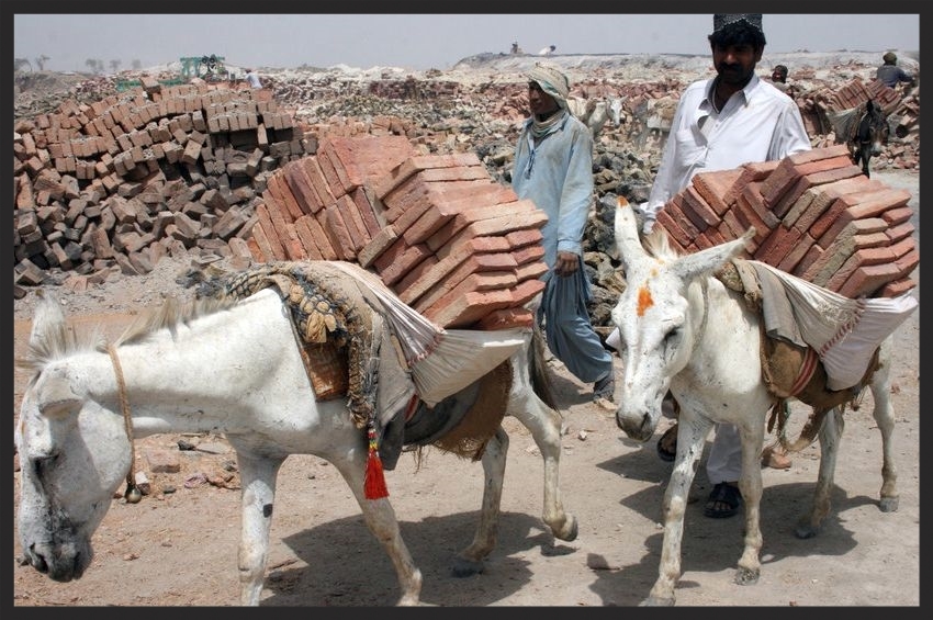 Exhausted donkeys working in the blazing sun of a brick kiln.