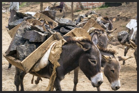 Donkeys carrying stones from a quarry in Ethiopia