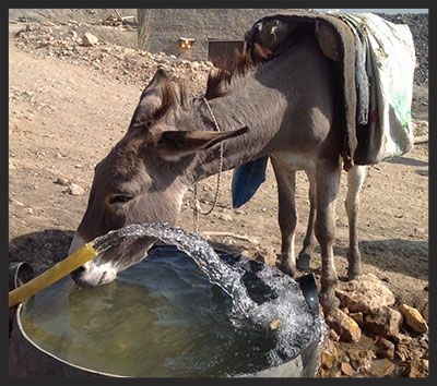 Thanks to the Brooke, this coal mine donkey gets to enjoy a refreshing drink before going back into the mine for another load.