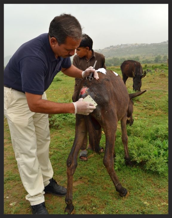 A Brooke vet treats a very painful but all-too-common wound on a coal mine donkey, caused by ill-fitting harness.
