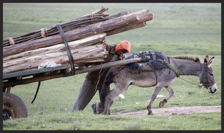 Animals who work in timber yards carry or pull lumber to and from marketplaces, like this one who is straining to pull her heavy load. She is already desperately thirsty, and her workday has just begun.