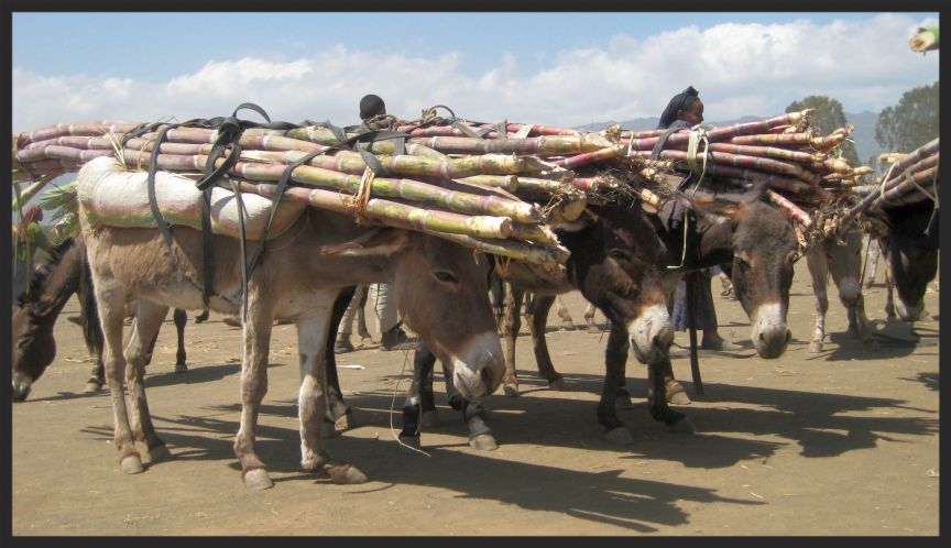 These donkeys in Ethiopia are badly loaded with heavy sugarcane. Imagine how uncomfortable they must be, working in the sun under these poorly packed loads and unable to raise their heads while transporting. Now imagine how much they will appreciate having a drink of fresh, clean water from a trough that you helped to construct!