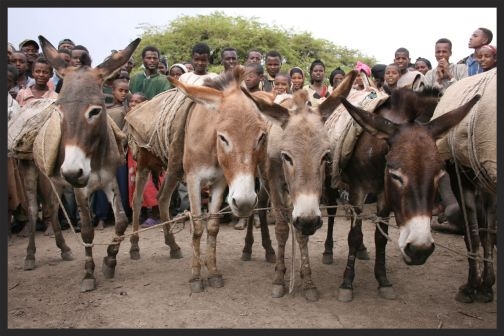 After unloading their burdens at the market, donkeys are often tethered to stakes or tied together to prevent them from wandering away or being stolen, which sadly prevents them from being able to seek shade.