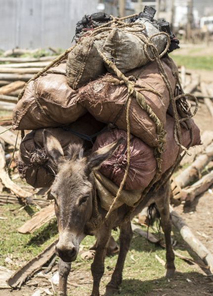 An overloaded and exhausted donkey heads to market with a very heavy burden