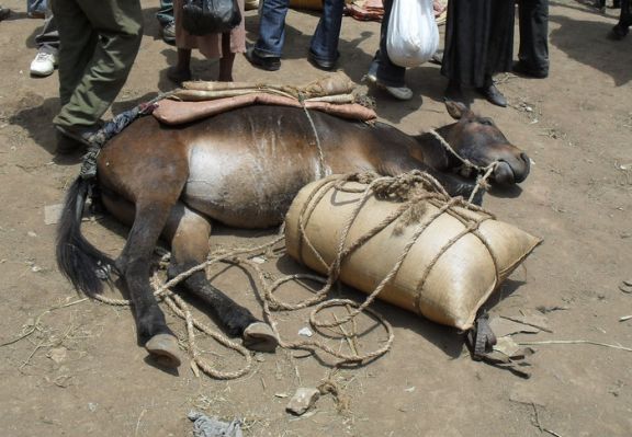 Animals often collapse - and die - after reaching the markets with their goods. Access to water could change the fates of many of these animals. It is estimated that this water trough project will reduce the mortality rate in this area by 45%.