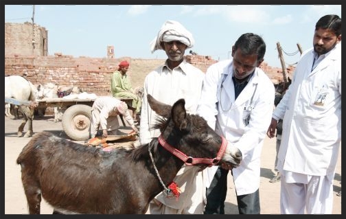 A Brooke mobile veterinary team examines a working donkey