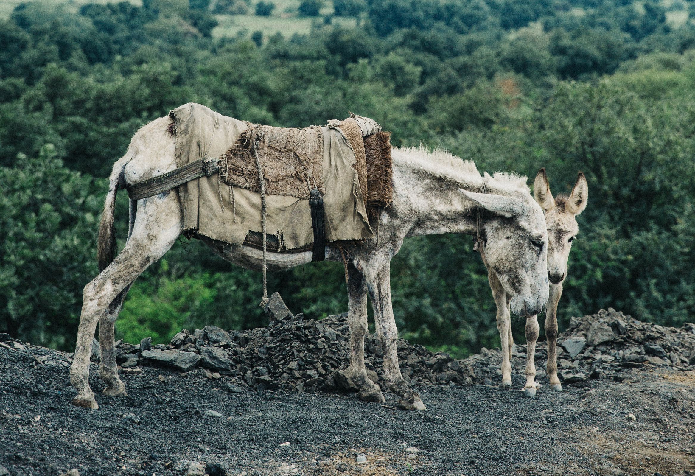 A malnourished mare works in a coal mine in Pakistan all day while also trying to nurse her foal. Her body's limited energy is expended trying to produce milk, leaving nothing in store to get her through her very strenuous job hauling rocks and coal.