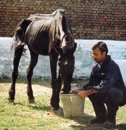 This terribly malnourished horse is being nursed back to health as a patient in one of Brooke Pakistan's veterinary clinics.