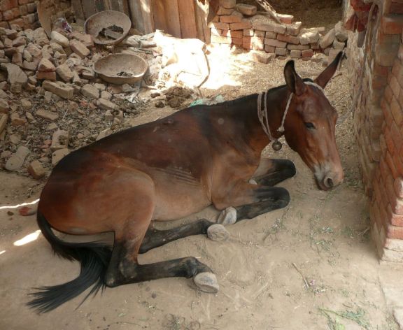 This mule in Manpur village works all day in a brick kiln -- one of the harshest working environments for animals and owners.