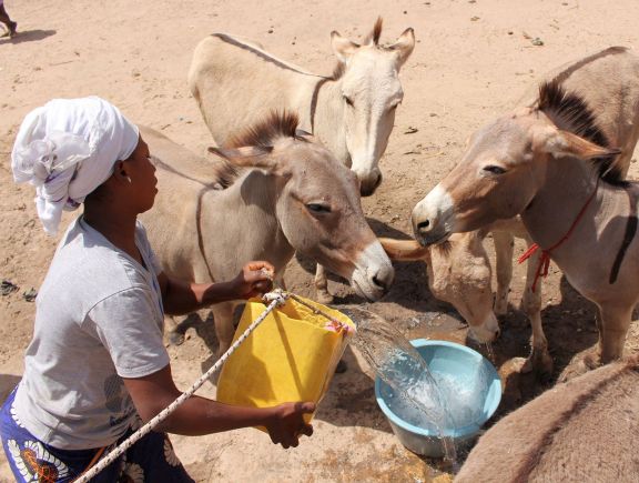 A woman in Senegal waters her donkeys