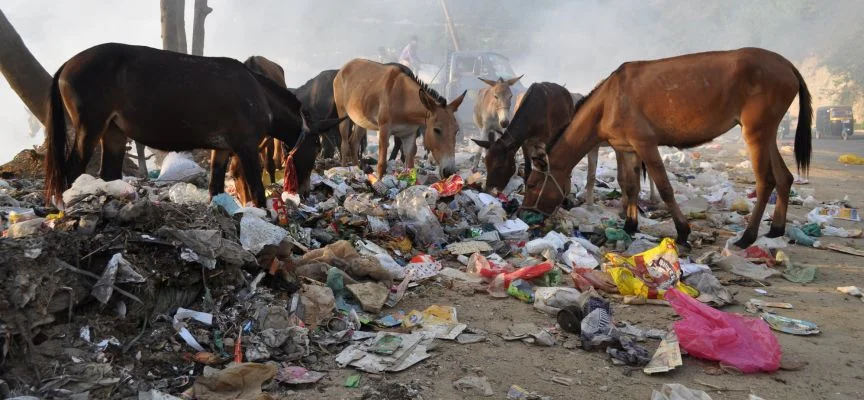 Horses and mules rummaging for something to eat in a garbage dump in Afghanistan