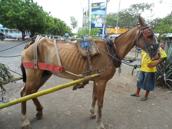 A carriage horse in Nicaragua has to summon the strength to work each day in spite of being emaciated.