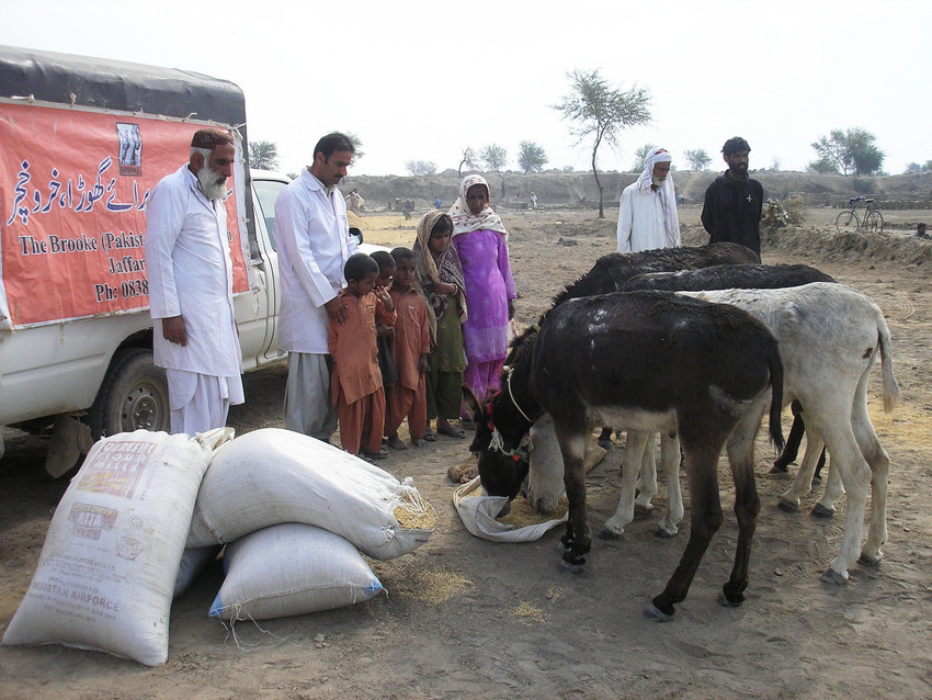 Brooke supplied emergency feed for animals after a devastating flood in Pakistan