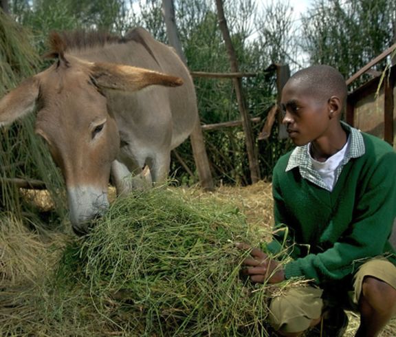 Anthony, age 13, feeds his donkey in Mwea, Kenya. Anthony’s father doesn’t feed the family’s donkey, but gives all the food to his goats instead. But Anthony attends Brooke's "Donkey Care Club" at school and has learned that this is bad for the donkey, so now Anthony takes it upon himself to ensure that their donkey is fed every day.