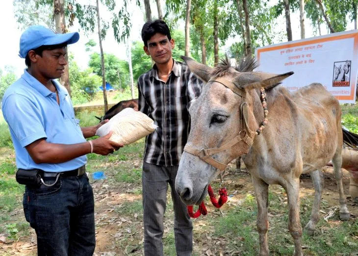 Brooke supplied emergency feed for thousands of animal victims of floods in India.