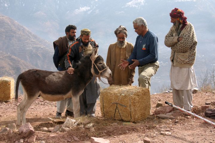 A devastating earthquake hit north west Pakistan, killing tens of thousands of people and millions of animals. Brooke treated thousands of animals - horses, donkeys and other livestock - and helped to rebuild lives by providing animal shelters and fodder. We also vaccinated against disease and dewormed. Here a Brooke vet is discussing proper feeding with a group of owners after the earthquake.