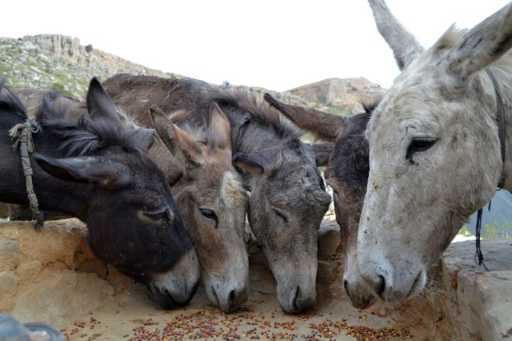 Meagre rations for these donkeys who work long hours in the dark and depths of coal mines.