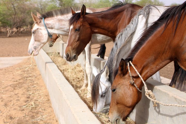 A Brooke emergency feeding program during a drought in Senegal utilized water troughs to feed many starving horses at a time.