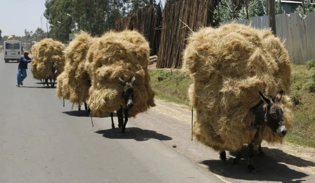 Equines are frequently used to transport feed for other livestock which are considered more valuable than they, such as cattle, goats, camels, and sheep, with little regard given to the nutritional needs of the equines who are doing all of the work.
