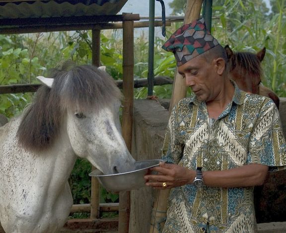 43 year old Laxman Gautam has worked as a pony trekking guide in Nepal for the past 15 years, with his 10 horses. Laxman is a passionate animal lover and his equines are extremely important to him. Working in arduous mountainous terrain animal welfare often gets compromised. Equines generally work in 5-6 hours shifts often without breaks. Saddle wounds, colic and joint problems are some of common problems found in ponies/horses. Brooke has been training farm owners like Laxman to improve welfare of working ponies in Pokhara.
