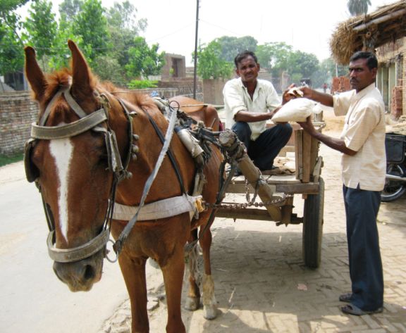 Desh Raj selling his new feed mix to an equine owner outside his shop.