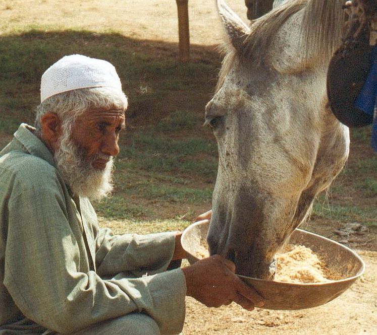 We encourage owners to take feed and water with them so their animals can be reenergized during long work days.