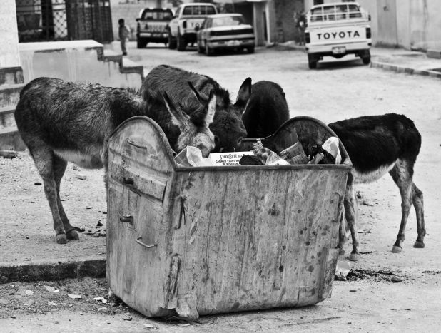 These donkeys are scavenging for food in a dumpster on a street in Jordan.