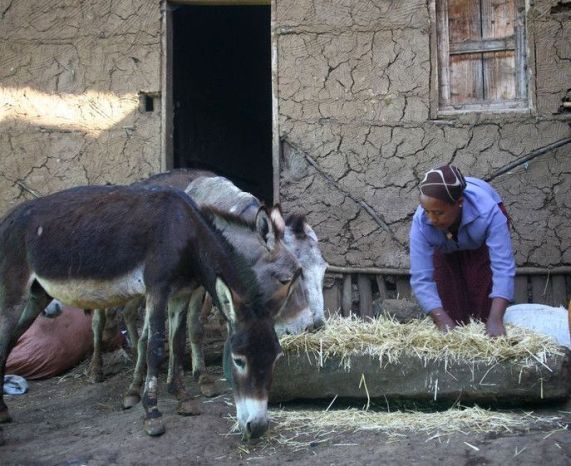 Etalemahu Bekele, a Brooke-trained woman feeding her donkeys with wheat trench mixed with local beer residue in Lemmo, Ethiopia