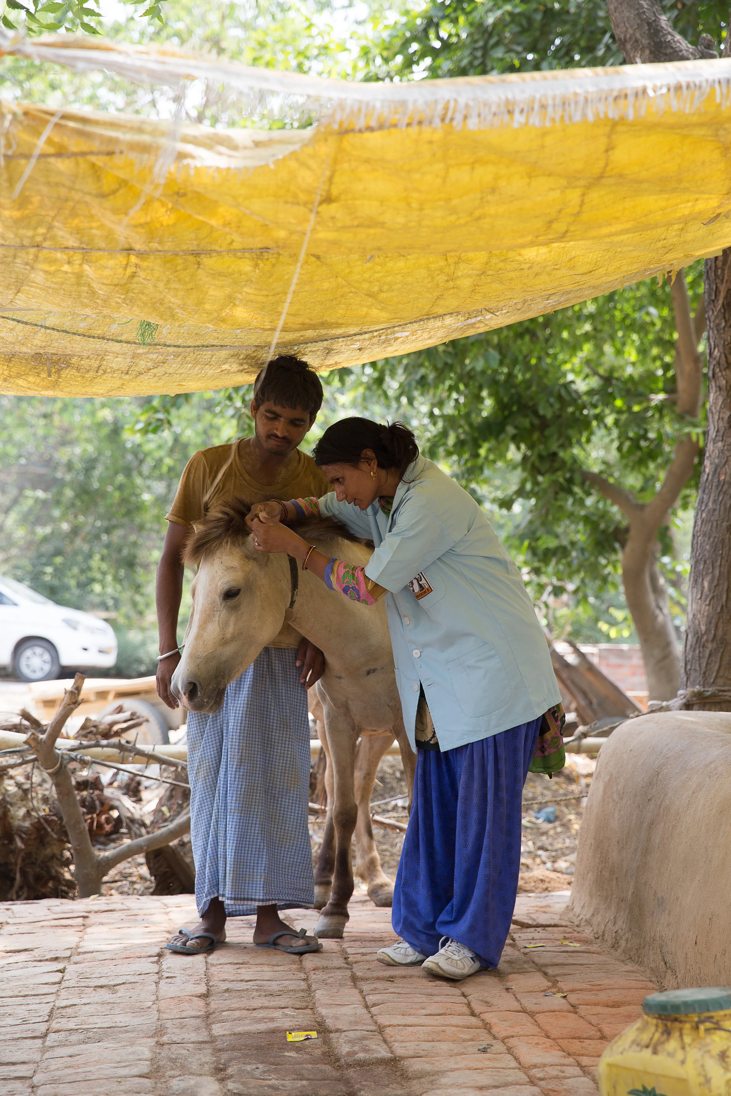 temple emergency vet
