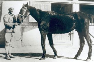 Former war horse "Old Bill" left an indelible impression on Dorothy Brooke's heart. He became the inspiration for her work to save all that remained of his fellow war horses in Cairo.