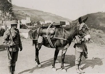 Ww1-mule.jpg