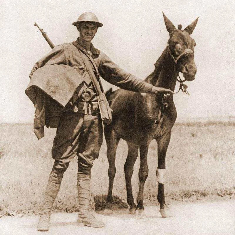gassed mule.jpg