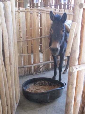 Animals are unloaded and brought inside for a meal and water while they rest and wait to be reloaded for the long walk home.
