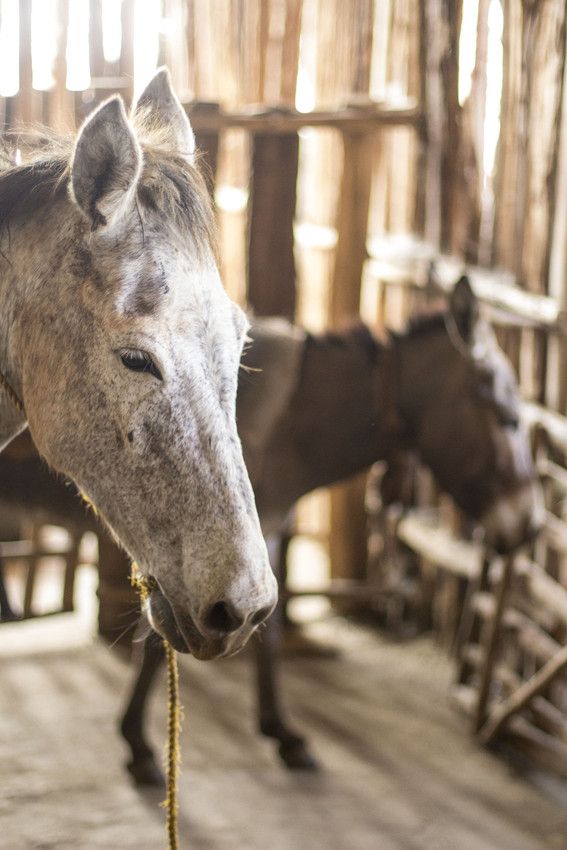 Satisfied customers: This horse in enjoying a much-deserved rest in one of Brooke's existing shade shelters in the very busy Hosanna grain market in Ethiopia.