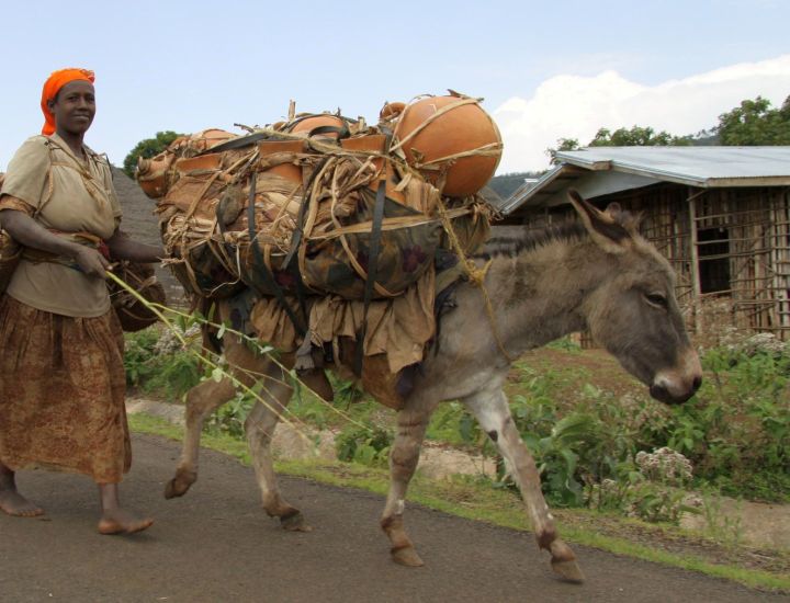Working equines allow many poor women in the developing world to earn their own money, develop some independence, pay school fees so their children can receive an education, and much, much more.... but only as long as their animals stay healthy and strong.