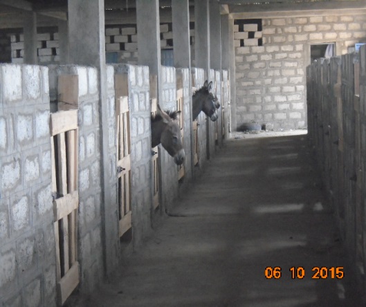 This is the type of interior that will be constructed through our Free The Donkeys campaign. The concrete walls and open wood doors help to keep the shelter cool.