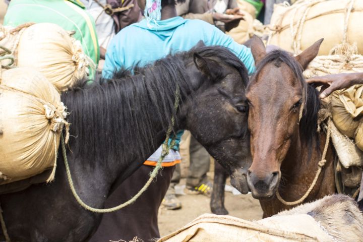 Horses are also victims of the heat, overloading, and dehydration, like these at the Hosanna Grain Market in Ethiopia.