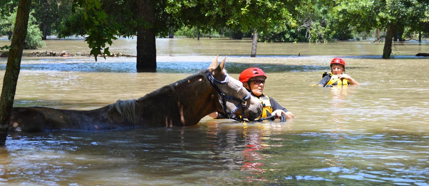 Photo from Houston SPCA