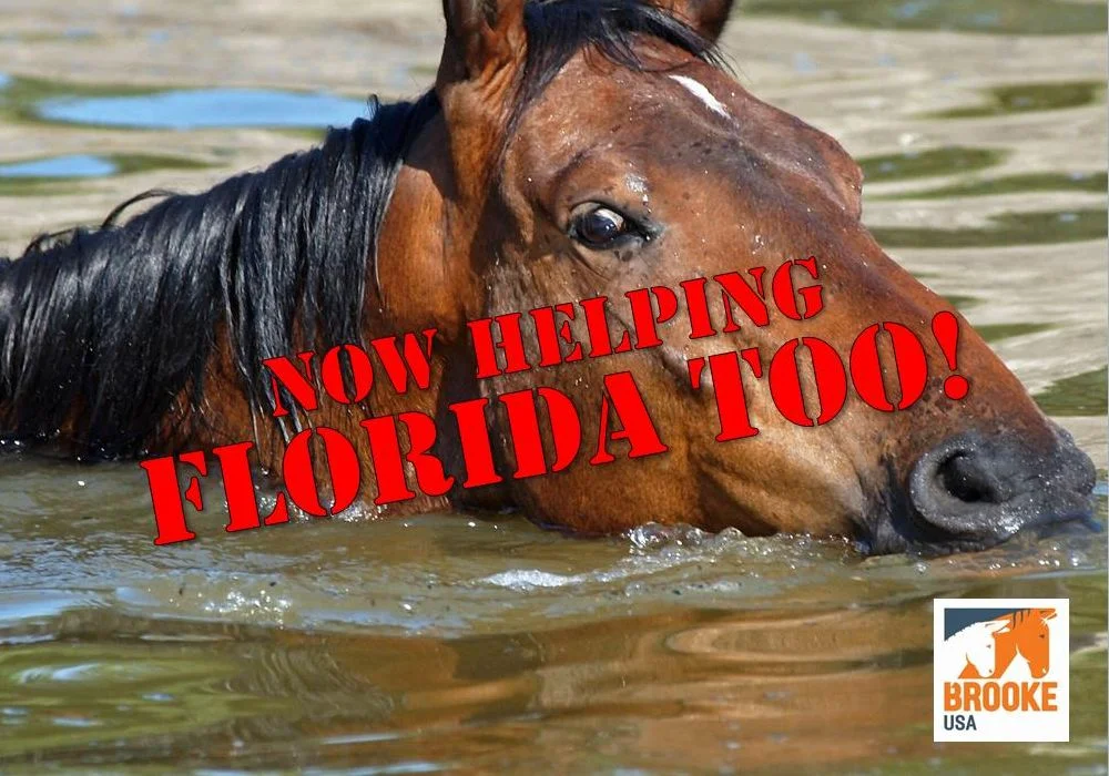 This photo merely represents the equine victims of Hurricanes Harvey and Irma.