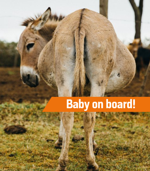 mm baby on board for web.png