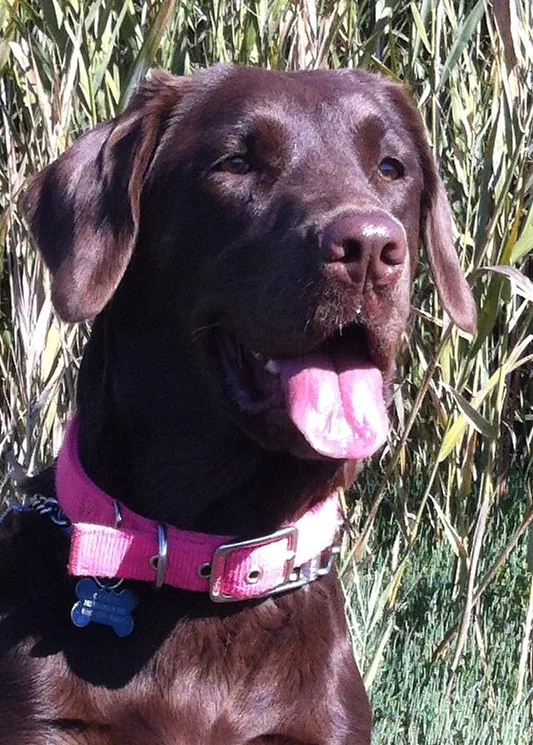 Our Chocolate Lab - Caymus