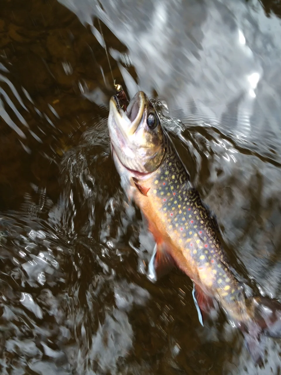 brookie in the water on line.JPG