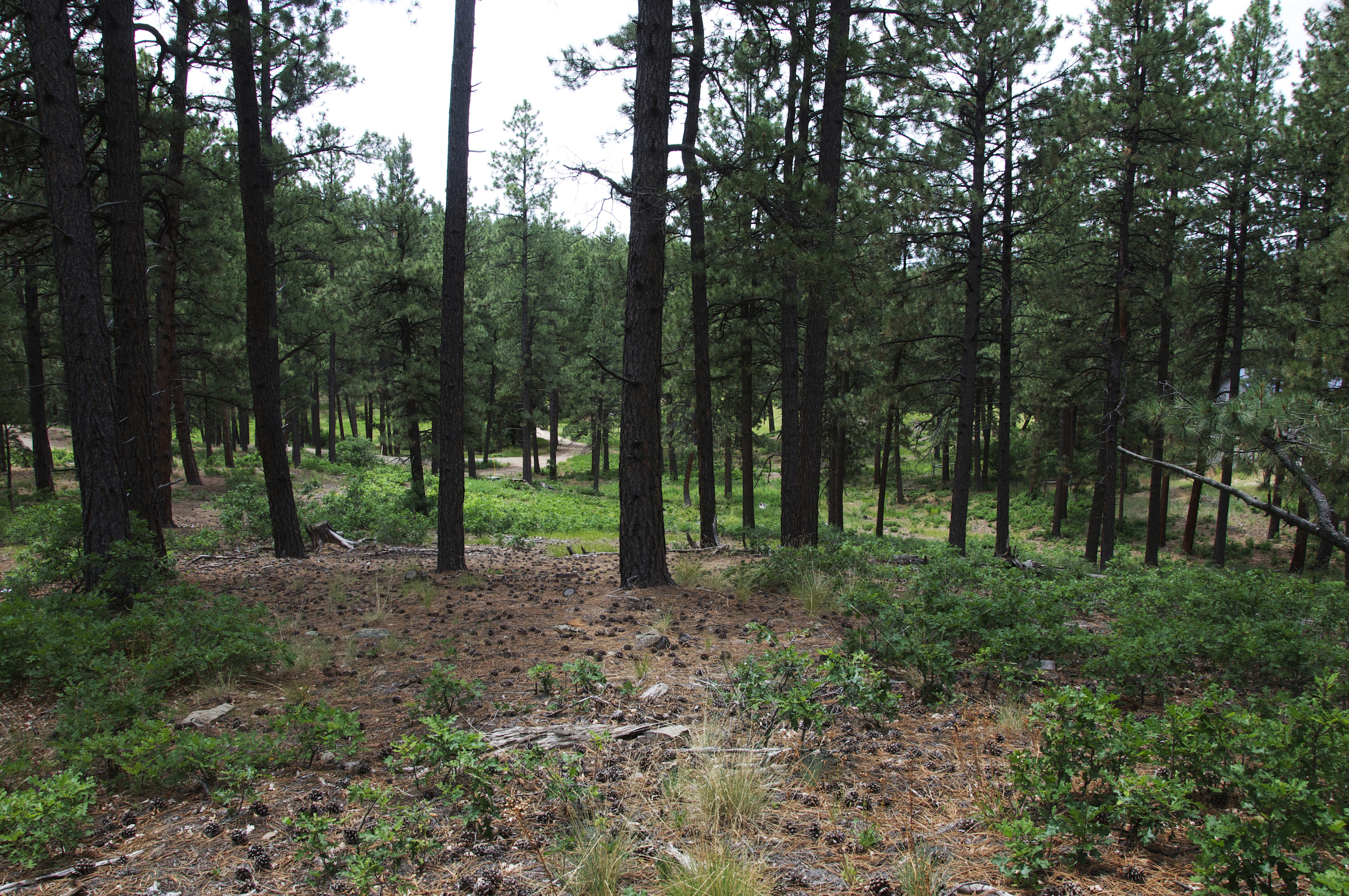 SOLD! Lot in Timberdale Ranch!
