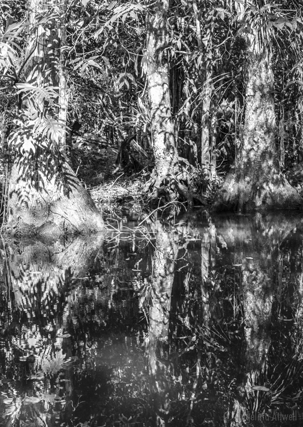 15. Jungle Tree-9377_web_NO FRAME.jpg