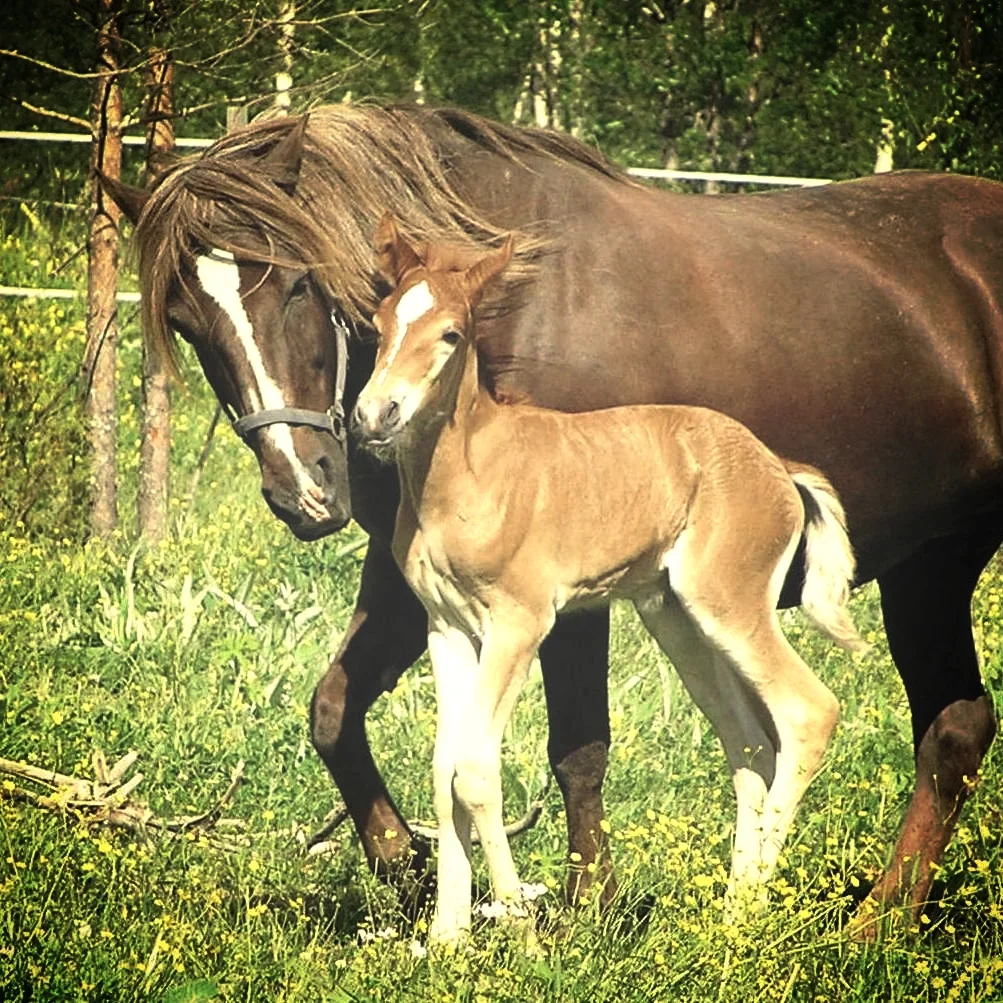 Finnhorse_mare_with_foal.jpg