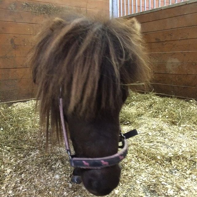 Cute little Hope  was so good for her dental float today!! Teeth all fixed up.🐴#cuteminiaturehorse