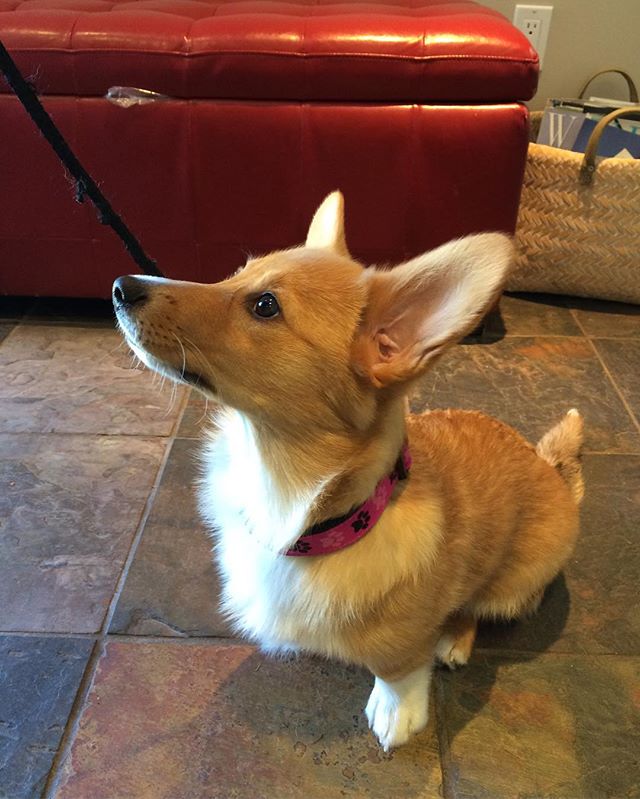 Welcome Luna to Millgrovevet!🐾🐶 #corgi #puppy