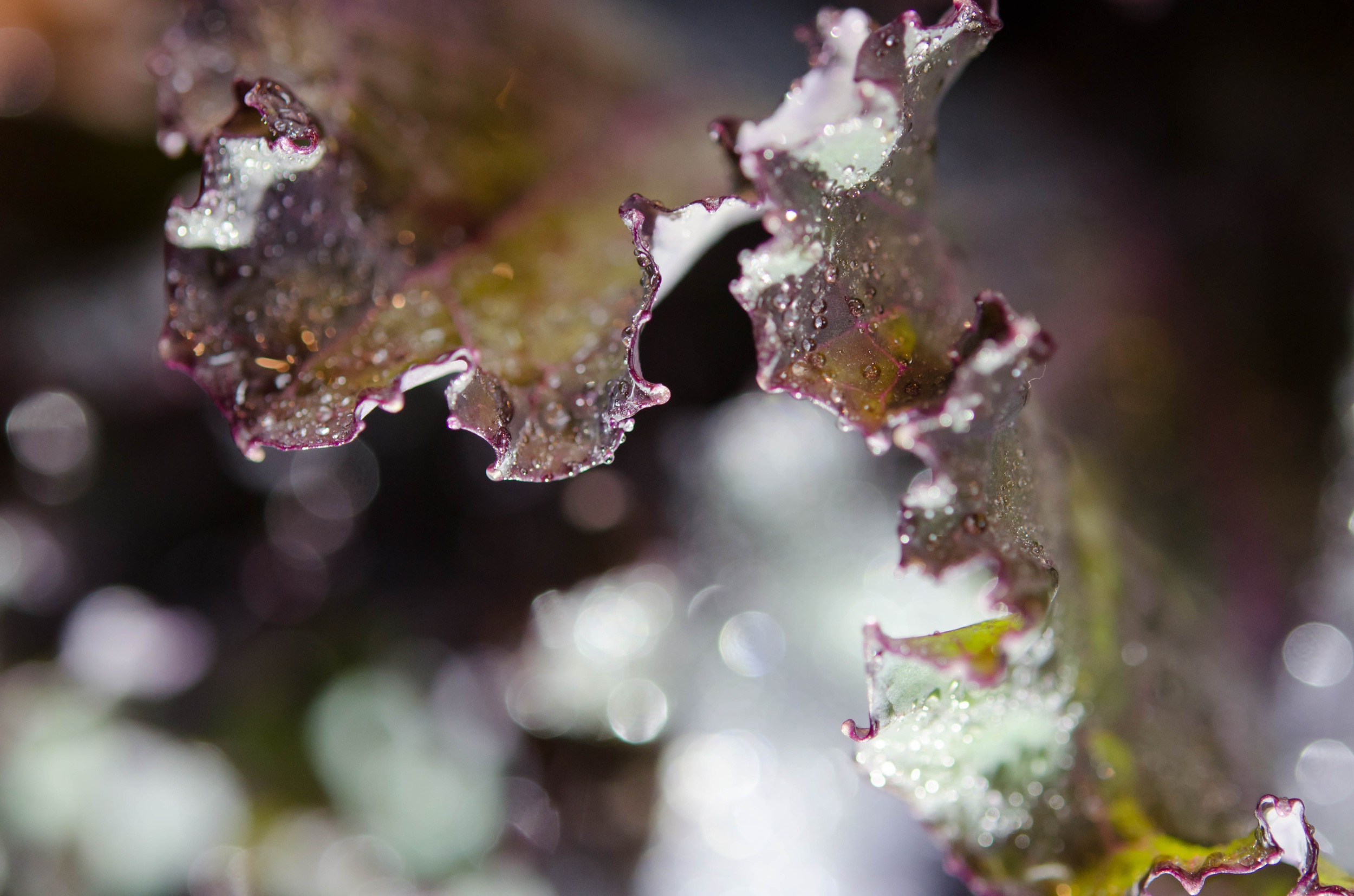 Power Foods are Magical 