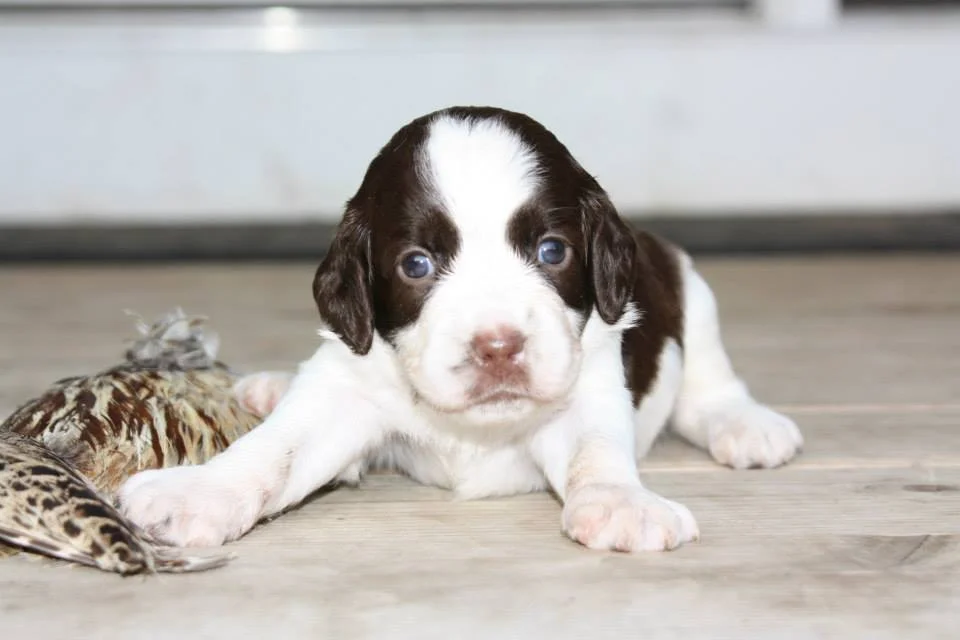 Pup1.jpg