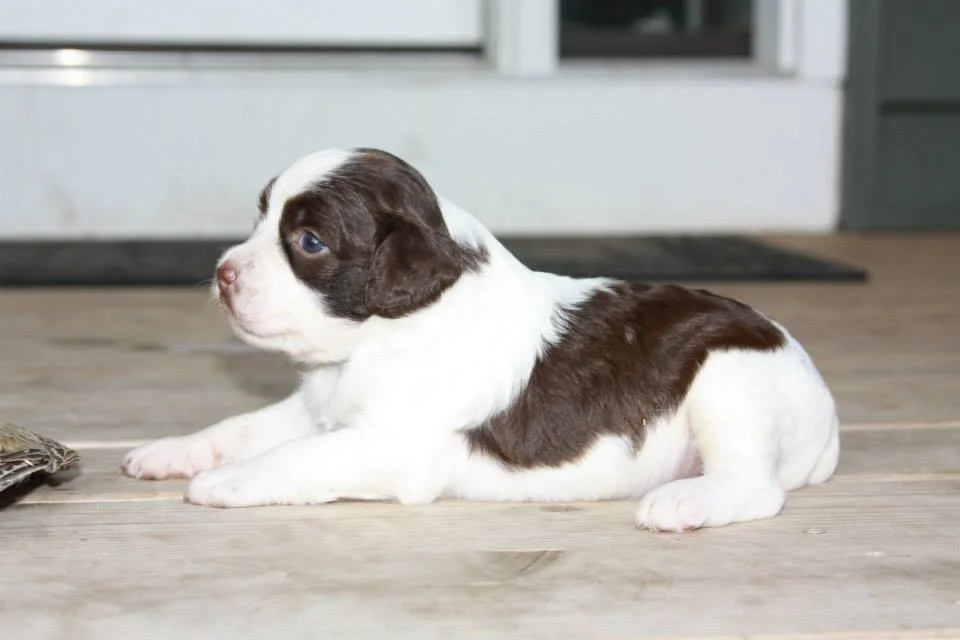 pup2.jpg